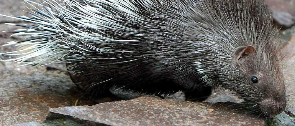 Ein junges Stachelschwein im Zoologischen Garten in Magdeburg. Hierzulande kann es wenig Erwartungen haben, einen wild lebenden Gefährten am Gehege zu treffen. 
