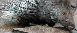 Ein junges Stachelschwein im Zoologischen Garten in Magdeburg. Hierzulande kann es wenig Erwartungen haben, einen wild lebenden Gefährten am Gehege zu treffen.