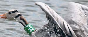 Datenträger. Einzelne Vögel erhielten einen „Logger“, der Informationen zum Flug über die Berge aufzeichnete.