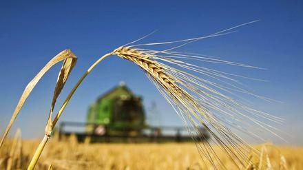 Ein Landwirt erntet mit seinem Mähdrescher Wintergerste auf einem Acker unweit dem brandenburgischen Briesen (Oder-Spree).