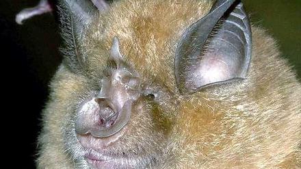 Die Fledermaus der Art Große Hufeisennase. Man sieht, woher sie ihren Namen hat. 