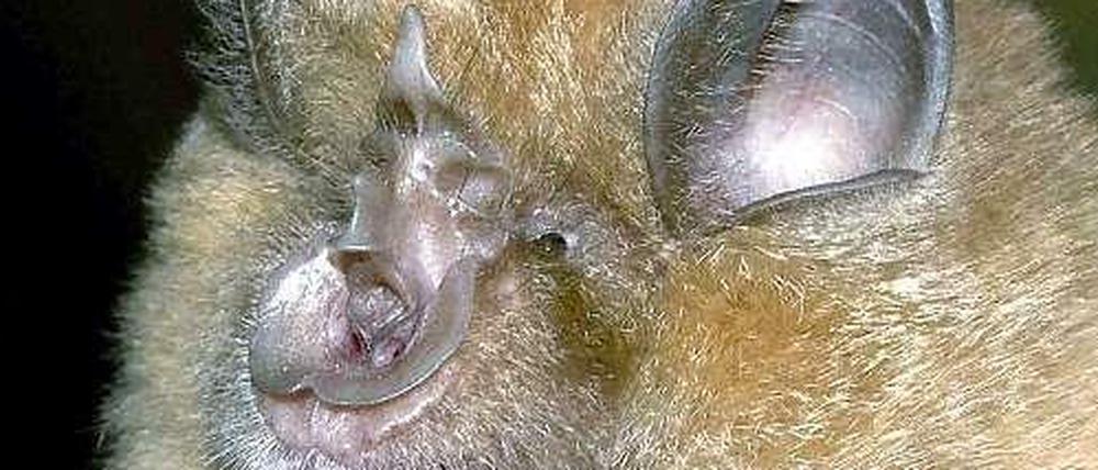 Die Fledermaus der Art Große Hufeisennase. Man sieht, woher sie ihren Namen hat. 