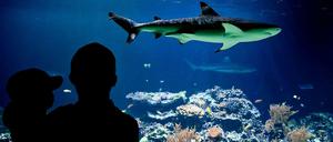 Im Haifischbecken. Im Lernspiel "Sharkworld" sollen (angehende) Manager lernen, Geschäftsentscheidungen zu treffen
