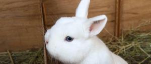 Schau mir in die Augen. Und schon weiß man, warum dieses Tier aus der Zucht von Karl-Heinz Heitz ein Hermelin Blau ist.