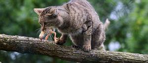 Rar. Geschätzt 5000 bis 7000 Wildkatzen leben noch in Deutschland. Dieses Exemplar lebt allerdings nicht in freier Wildbahn sondern im Wildkatzendorf Hütscheroda in Thüringen und ist gerade mit einem Küken gefüttert worden. 