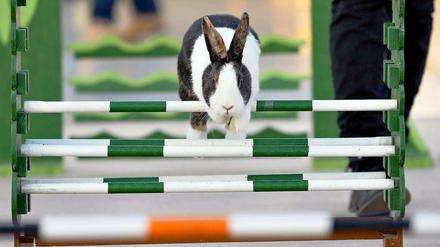 Kaninchen beim Sport: Übungsparcour für die Kaninhop-EM 2012 in Leipzig (Sachsen).