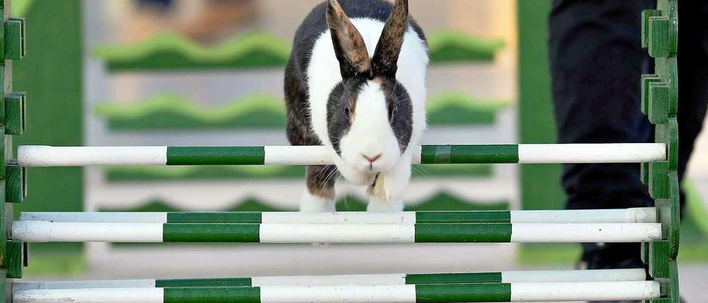 Kaninchen beim Sport: Übungsparcour für die Kaninhop-EM 2012 in Leipzig (Sachsen).