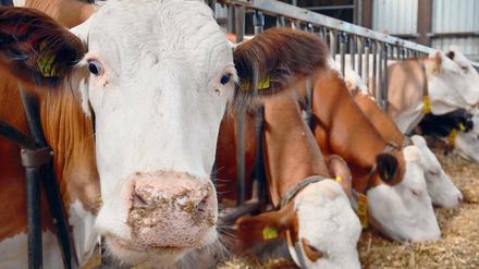Blick in einen Kuhstall. Landwirtschaft und Medizin tragen gemeinsam Verantwortung, wenn es um gefährliche Erreger geht.