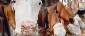 Blick in einen Kuhstall. Landwirtschaft und Medizin tragen gemeinsam Verantwortung, wenn es um gefährliche Erreger geht.