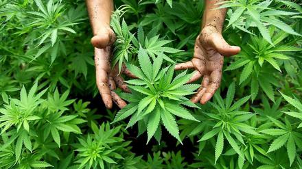 Da ist was zu holen: Mit Cannabishandel lässt sich ordentlich Geld verdienen - aber nur illegal.