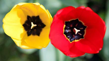 2017 sollen in Marzahn die Blumen blühen - aber noch werden für die Internationale Gartenausstellung Sponsoren gesucht.