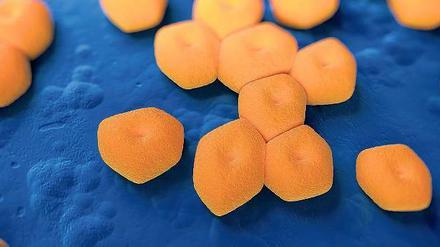 Kieler Keime. Vier Klassen von Antibiotika lassen die Mikrobe Acinetobacter baumannii kalt. Nur ein einziges könnte wirken. 