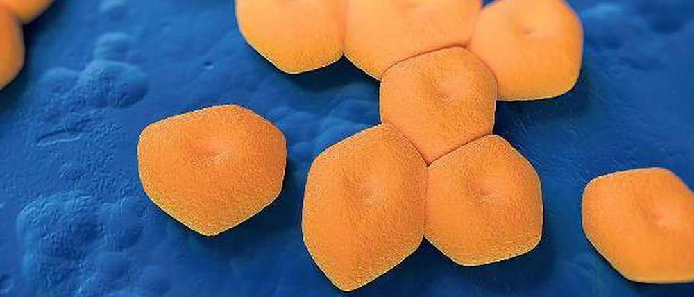 Kieler Keime. Vier Klassen von Antibiotika lassen die Mikrobe Acinetobacter baumannii kalt. Nur ein einziges könnte wirken.
