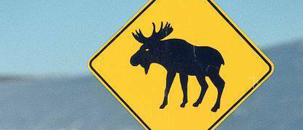 Vorsicht Elche!