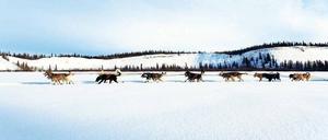 Ab durch die Mitte! Wie zu Zeiten der Pioniere ziehen Husky-Gespanne durch die weißen Wüsten des Yukon und Alaskas. Aus Spaß am Wettbewerb nehmen harte Männer auch Schmerzen in Kauf.