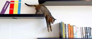 Auch zwischen aufgemalten Büchern fühlt sich diese Katze im "Katezencafé" in Singapur sichtlich wohl.