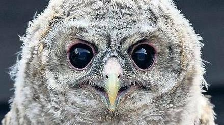 Große Augen. Ein junger Waldkauz grinst hier in die Kamera. Zu hören sind die Tiere, vor allem die Männchen, bei einer Wanderung am Sonnabend in der Niederlausitz.