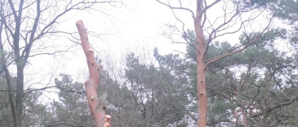 Wo bis vor wenigen Tagen noch grüne Wipfel wogten, stakt nun kahles Geäst in den grauen Winterhimmel - dabei handelt es sich um so genannte Hochstubben, das heißt: der Stumpf eines toten Baumes bleibt stehen als Nist- und Brutplatz für Vögel und als Lebensraum für Mirkoorganismen. Ohne, dass in einem Sturm herabfallende Äste Schaden anrichten können