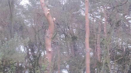 Wo bis vor wenigen Tagen noch grüne Wipfel wogten, stakt nun kahles Geäst in den grauen Winterhimmel - dabei handelt es sich um so genannte Hochstubben, das heißt: der Stumpf eines toten Baumes bleibt stehen als Nist- und Brutplatz für Vögel und als Lebensraum für Mirkoorganismen. Ohne, dass in einem Sturm herabfallende Äste Schaden anrichten können