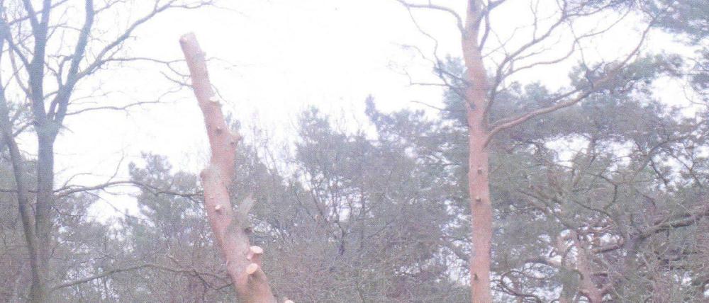 Wo bis vor wenigen Tagen noch grüne Wipfel wogten, stakt nun kahles Geäst in den grauen Winterhimmel - dabei handelt es sich um so genannte Hochstubben, das heißt: der Stumpf eines toten Baumes bleibt stehen als Nist- und Brutplatz für Vögel und als Lebensraum für Mirkoorganismen. Ohne, dass in einem Sturm herabfallende Äste Schaden anrichten können