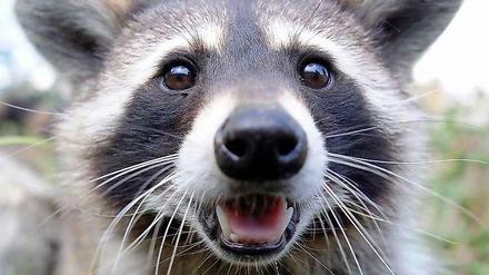 Possierliches Tierchen oder Hunde-Killer? Brandenburger Jäger klagen über tödliche Attacken von Waschbären auf ihre Hunde.