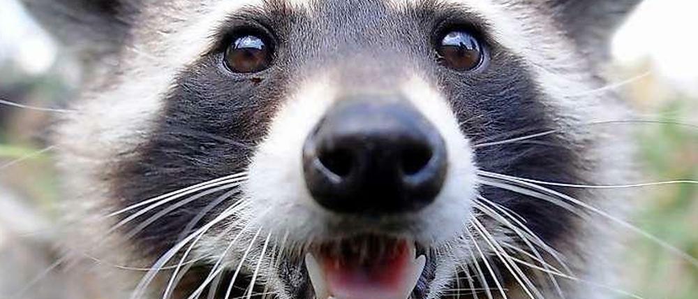 Possierliches Tierchen oder Hunde-Killer? Brandenburger Jäger klagen über tödliche Attacken von Waschbären auf ihre Hunde.