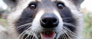 Possierliches Tierchen oder Hunde-Killer? Brandenburger Jäger klagen über tödliche Attacken von Waschbären auf ihre Hunde.