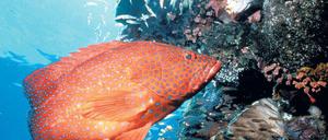 Das größte Korallenriff der Welt. 1981 wurde das Great Barrier Reef als Weltnaturerbe in die Unesco-Welterbeliste aufgenommen. In einem Lagebericht aus dem Jahr 2009 wird die Vergrößerung von Häfen nahe des Riffs als Bedrohung genannt. Australien hält die Kritik für ungerechtfertigt. Das Foto zeigt einen Juwelen-Zackenbarsch. 