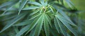 Eine Hanfpflanze in einem Garten