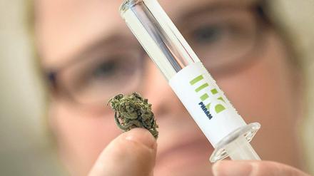  Die Bundesregierung plant Cannabis als Medizin in Deutschland zuzulassen. Der Stoff gilt als effektiv bei der Behandlung mehrerer Krankheiten und von chronischen Schmerzen. 
