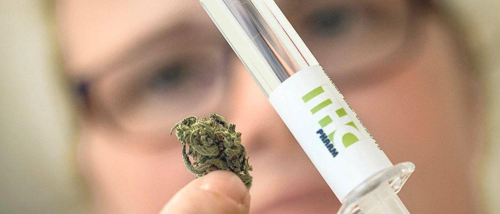  Die Bundesregierung plant Cannabis als Medizin in Deutschland zuzulassen. Der Stoff gilt als effektiv bei der Behandlung mehrerer Krankheiten und von chronischen Schmerzen. 