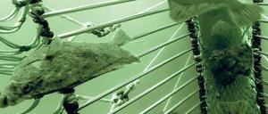 Da lang ins Freie. Das horizontale Gitter lässt flache Schollen und Flundern hindurch, dicke Dorsche aber nicht.