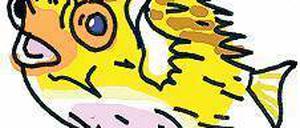 Kugelrund und stachlig: der Igelfisch.