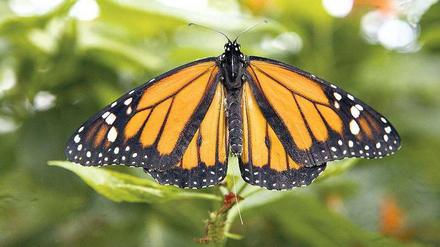 Tierische Informanten. Monarchfalter (oben) können noch nicht bis ins All funken, bisher ist die Reichweite der winzigen Peilsender zu gering.