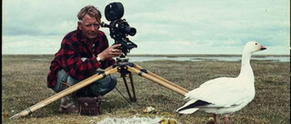 Doch das reicht dem Tierfilmer nicht, es geht weiter: Eine Schneegans filmt Heinz Sielmann samt Küken in der kalten Arktis Mitte der 1960er Jahre.