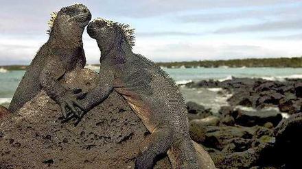 Zwei Meerechsen bei Puerto Ayora auf den Galapagos-Inseln.