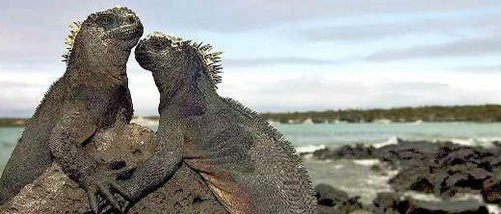 Zwei Meerechsen bei Puerto Ayora auf den Galapagos-Inseln.