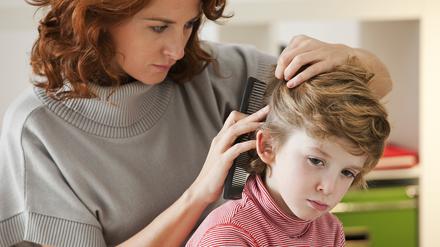 Um Läuse zu entdecken, müssen die Haare nass ausgekämmt werden. 