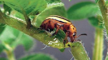 Appetitzügler. Potsdamer Forscher haben Kartoffelpflanzen mit Molekülen ausgestattet, die in den Darmzellen des Kartoffelkäfers ein lebenswichtiges Gen ausschalten.