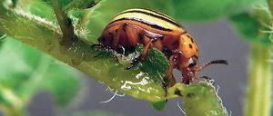 Appetitzügler. Potsdamer Forscher haben Kartoffelpflanzen mit Molekülen ausgestattet, die in den Darmzellen des Kartoffelkäfers ein lebenswichtiges Gen ausschalten.