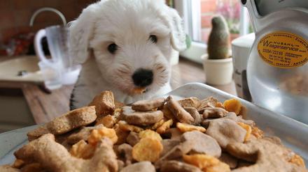 Mahlzeit. Nicht immer ist Qualität drin, wenn es auf der Hundefutter-Dose steht.