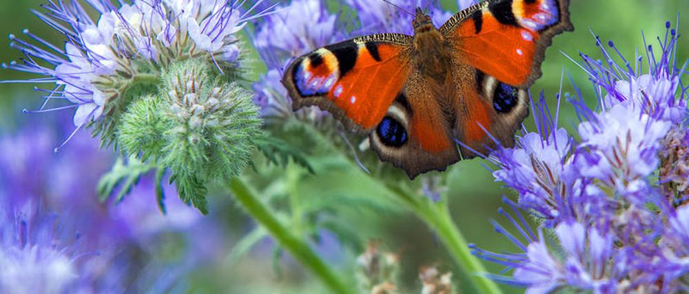 Tagpfauenauge sei wachsam. Schmetterlinge werden immer seltener