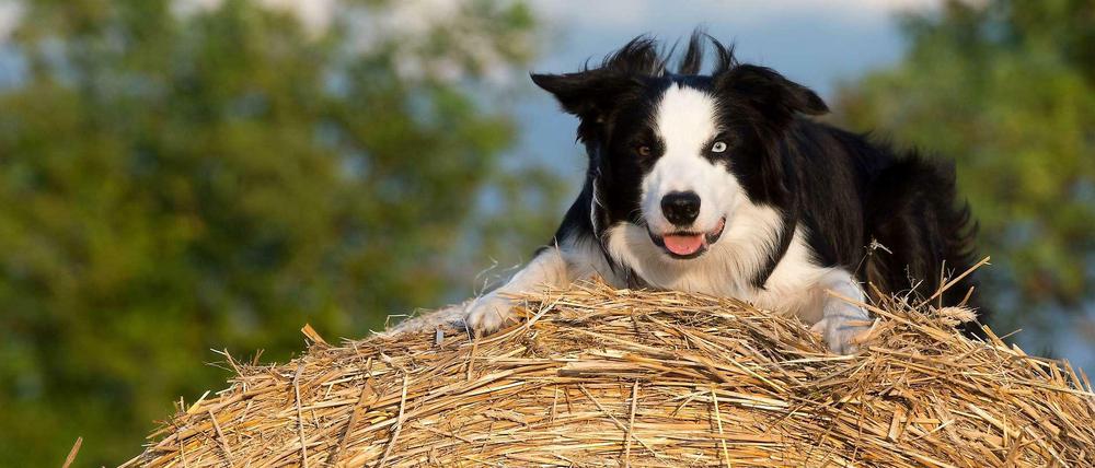 Wie dieser Hund in Blankenfelde wohl heißt? Wohl eher Luna und eher nicht Bello oder Cookie.