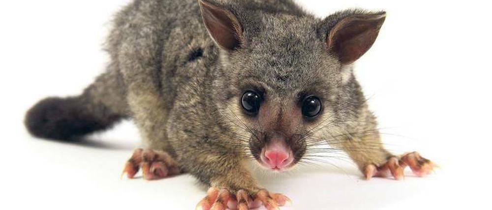 Unerwünscht. Das Possum wurde einst aus Australien importiert, um den Fellhandel anzukurbeln. Heute leben in Neuseeland 30 Millionen dieser Tiere.