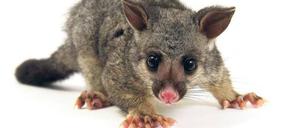 Unerwünscht. Das Possum wurde einst aus Australien importiert, um den Fellhandel anzukurbeln. Heute leben in Neuseeland 30 Millionen dieser Tiere. 