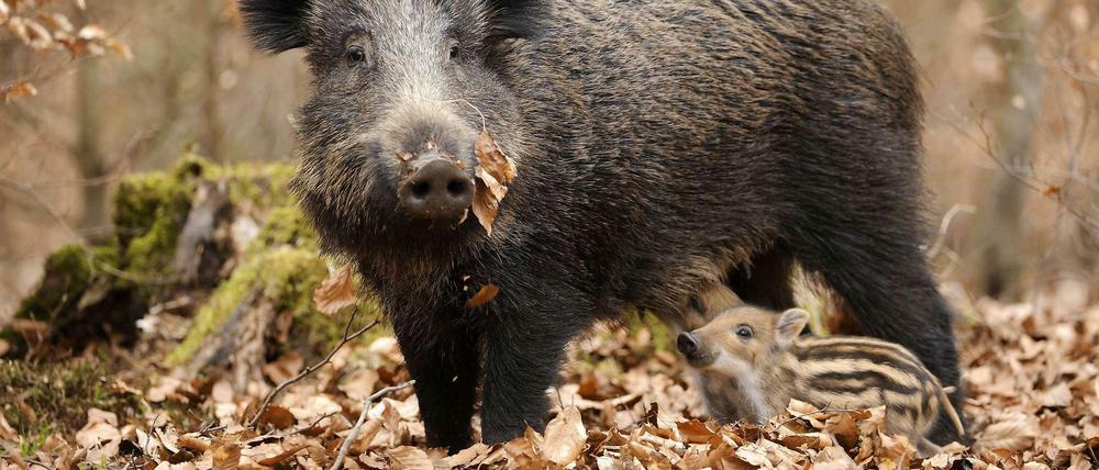 Wildschweine gehören nicht zu den bedrohten Arten in Europa. Aber ihre Lebensräume die Wälder verlieren fast überall in Europa Arten, vor allem in den intensiv genutzten Wäldern.