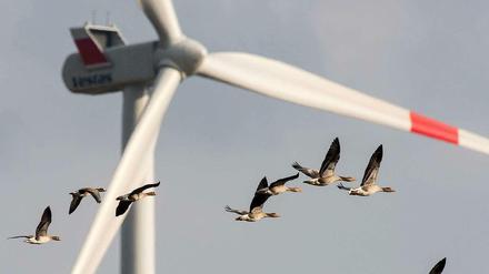 Woher der Wind weht. Ohne die massive Nutzung erneuerbarer Energie - wie Windstrom aus dem Umland - kann Berlin nicht klimaneutral werden.