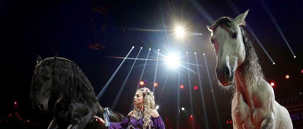 Dressierte Pferde, die Stars in der Manege - sie gehören zum Zirkus wohl einfach dazu.