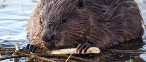 Mahlzeit: Biber mit Nagerkost. Der Biberschutz beschäftigt in diesem Jahr auch das Oberverwaltungsgericht Berlin.