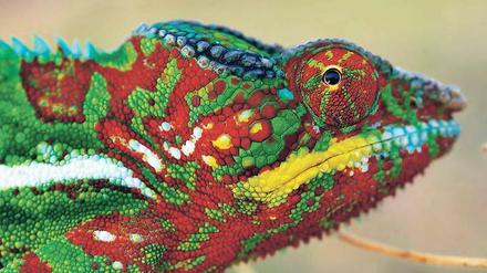 Farbenspiel. Das Pantherchamäleon nutzt Farben für die Kommunikation.